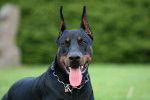 Photo Dobermann