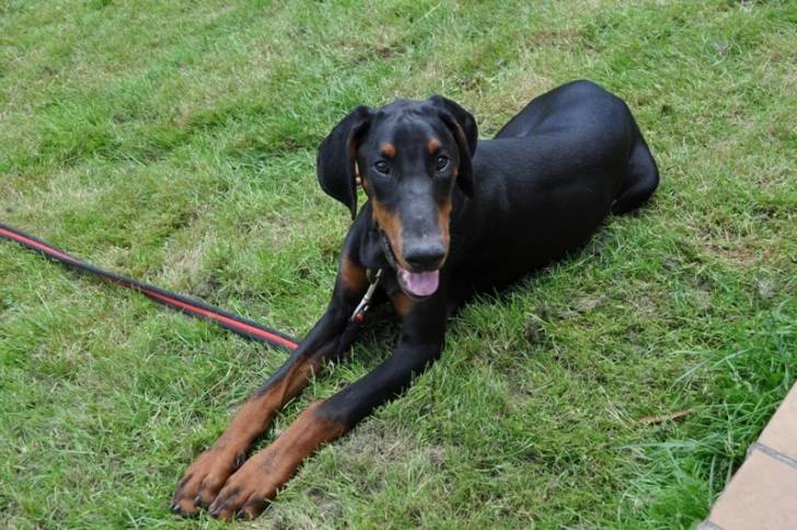 GEKO - Dobermann Mâle (6 mois)