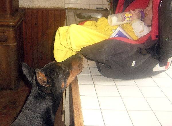 Nico - Dobermann Mâle (14 ans)