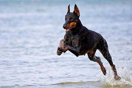 Nikita - Dobermann (3 ans)