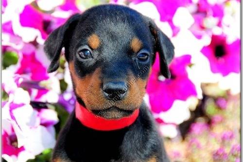 doberman - Dobermann Mâle