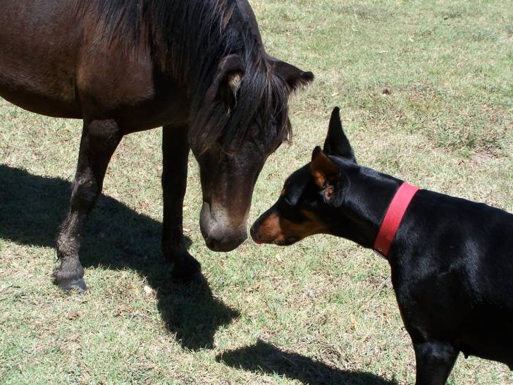 Quetta - Dobermann (6 mois)