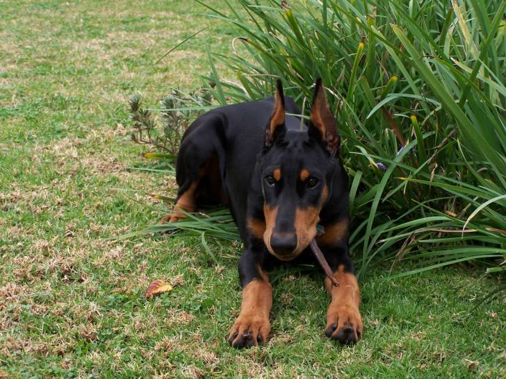 Quetta - Dobermann (6 mois)