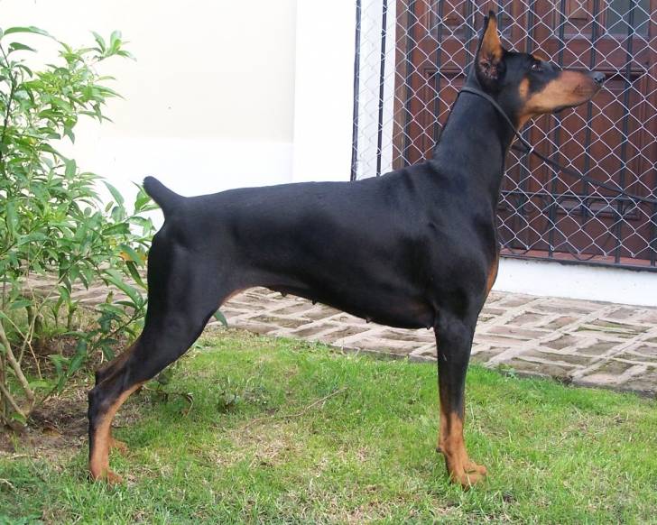 Quetta - Dobermann (6 mois)