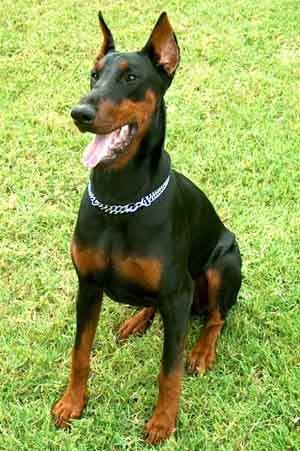 Elvis - Dobermann Mâle (3 ans)