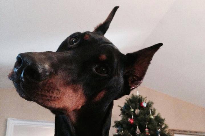 Rea - Dobermann (1 an)