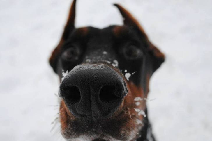 Truffe d'un Dobermann vu de près