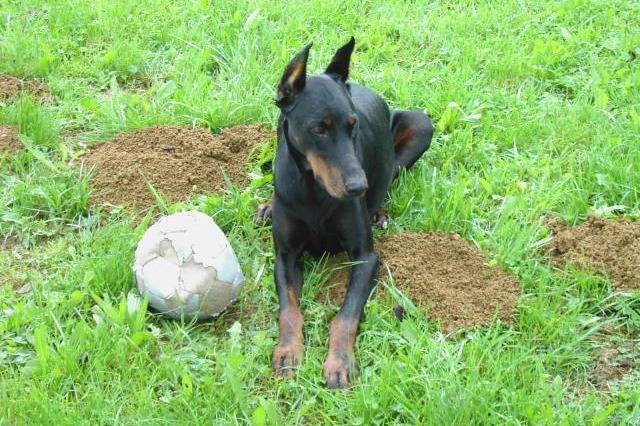 dobermann OPHELIE - Dobermann