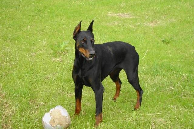 Dobermann OPHELIE - Dobermann