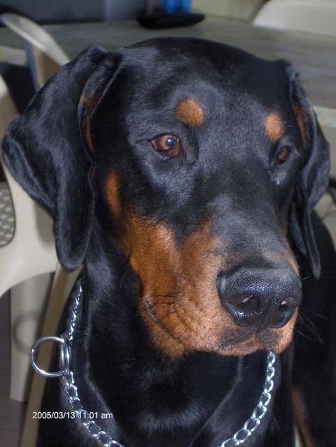 dobermann v'hermann de la villa de channes - Dobermann