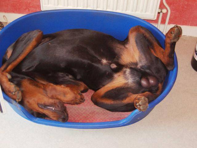 dobermann v'hermann fabuis de la villa de channes - Dobermann