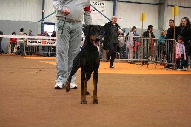 dobermann v'herman fabuis de la villa de channes - Dobermann
