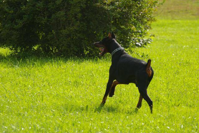 Ugo Dobermann - Dobermann