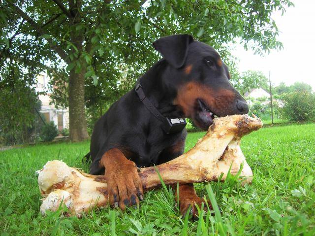 Flash le Dobermann - Dobermann