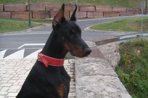 Cirko, Dobermann - Dobermann