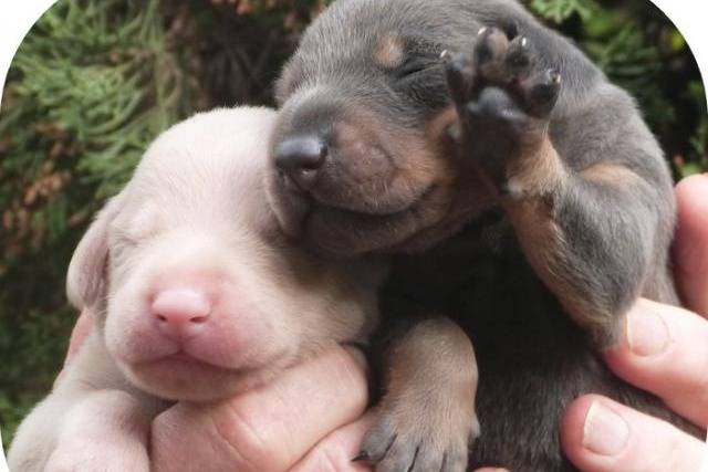 BB dobermann 2014 - Dobermann