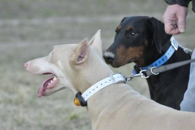 Dobermann en Noir et Blanc ... - Dobermann