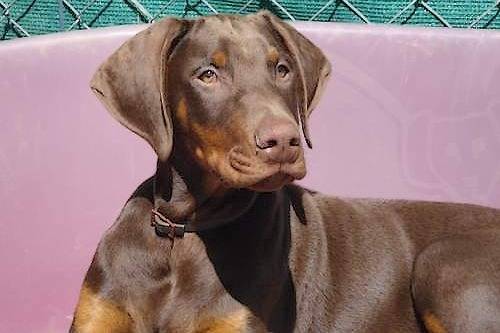 Dobermann : Draco Ferro du Manoir de la Panetière - Dobermann