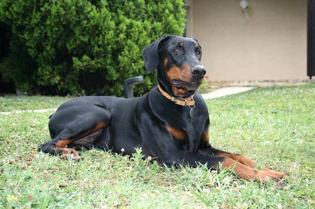 Dandy Djazz du Manoir de la Panetière - Dobermann