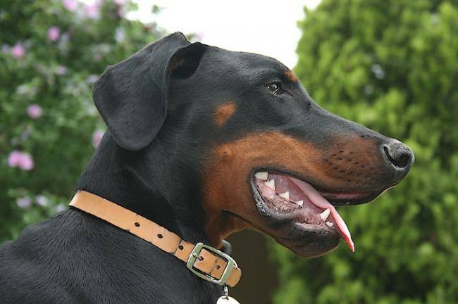 Dandy Djazz du Manoir de la Panetière - Dobermann