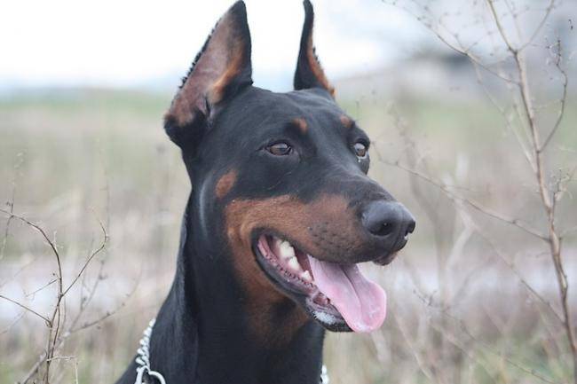 Diesel portrait de Dobermann - Dobermann