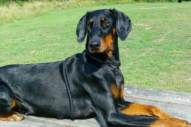 Indra femelle Dobermann - Dobermann