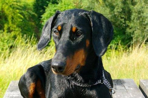 Indra 1 an - Dobermann