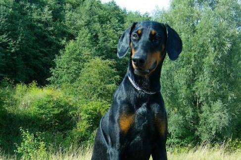 Indra Dobermann femelle - Dobermann
