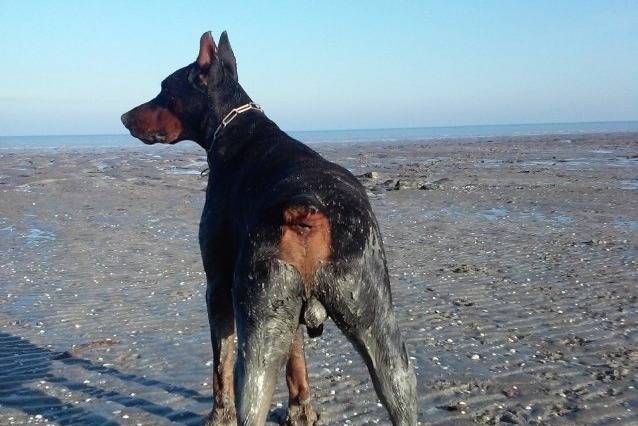 Un Dobermann qui regarde vers la mer