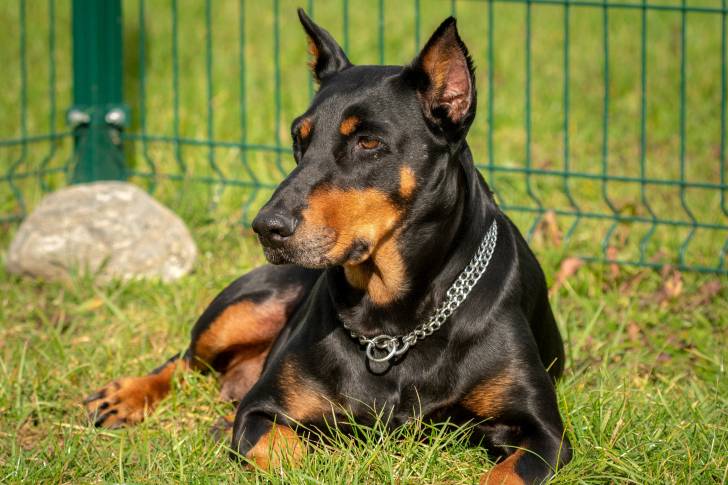 Un Dobermann allongé dans l'herbe 