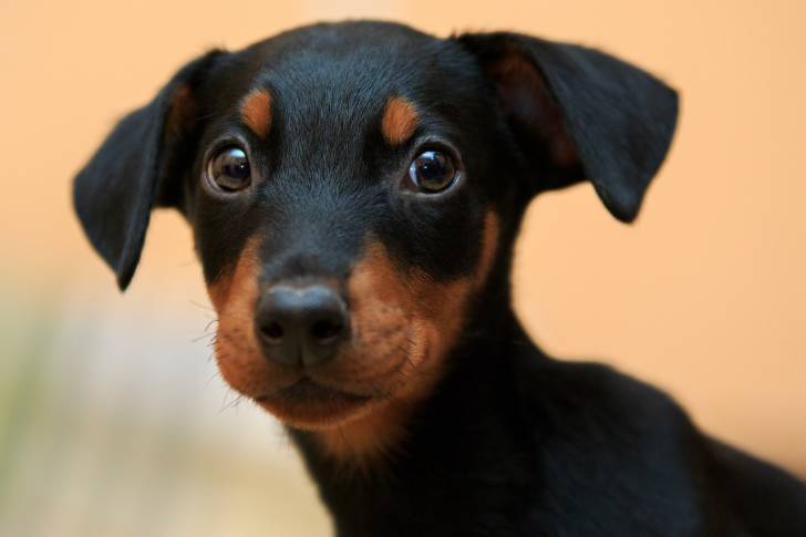 Un chiot Dobermann qui fixe l'objectif