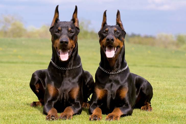Deux Dobermann allongés dans l'herbe