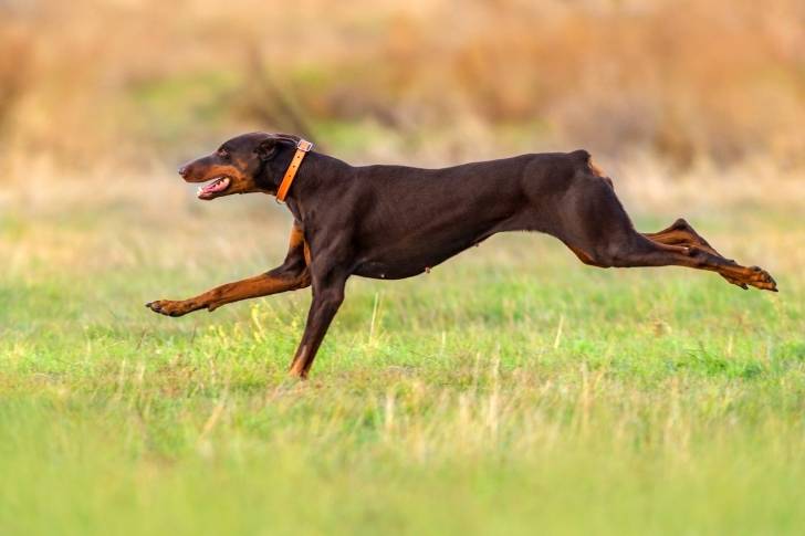 Un Dobermann qui court dans l'herbe 