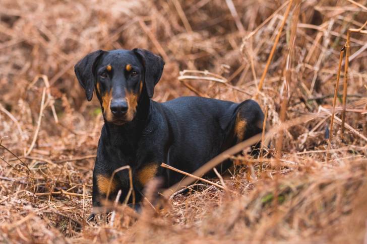 Un Dobermann allongé dans un champ