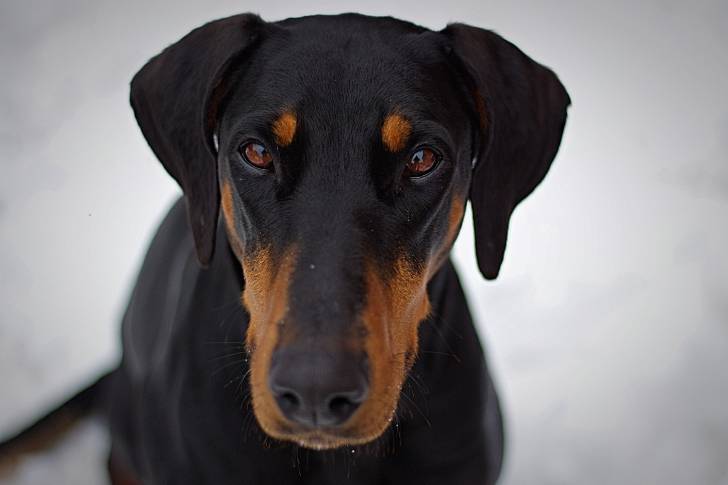 Un Dobermann qui fixe l'objectif