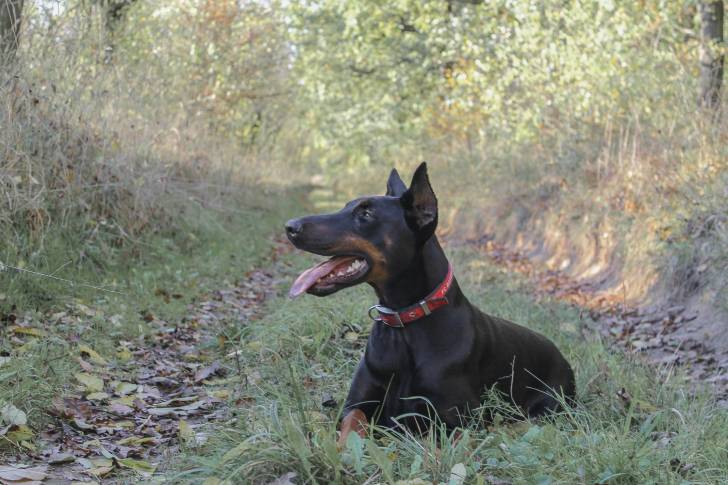 Un Dobermann allongé dans l'herbe