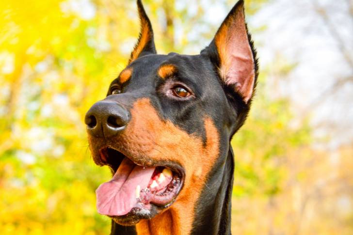 Un Dobermann vu de près
