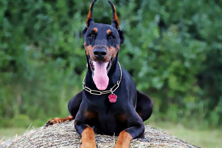 Un Dobermann allongé face à l'objectif