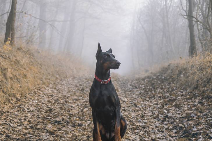 Un Dobermann assis au milieu d'un sentier