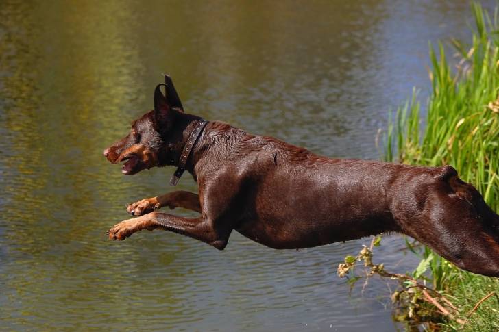 Un Dobermann marron qui saute dans l'eau