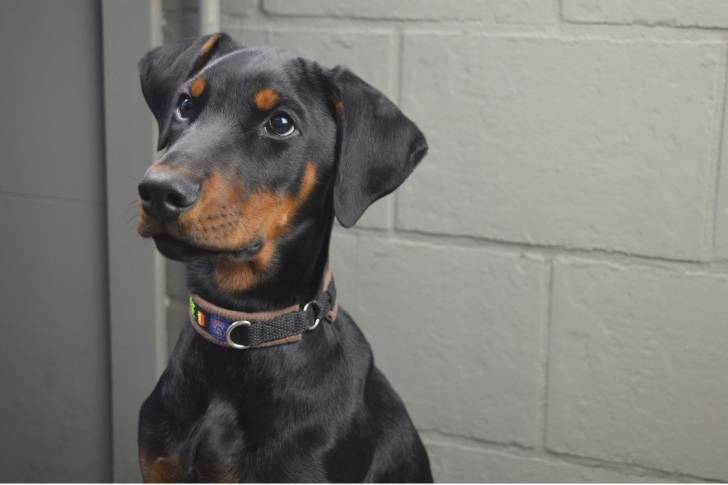 Un jeune Dobermann noir