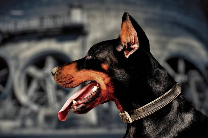 La tête d'un Dobermann vu de profil
