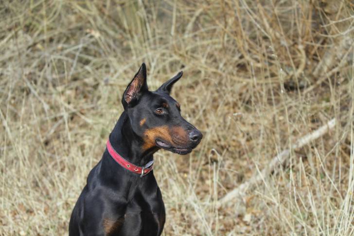 Un Dobermann assis dehors