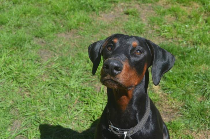 Un Dobermann dans l'herbe