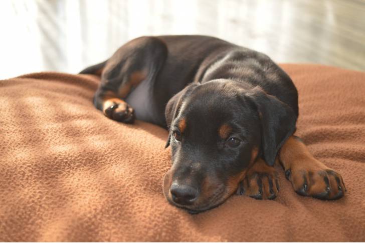 Un chiot Dobermann allongé sur un plaid