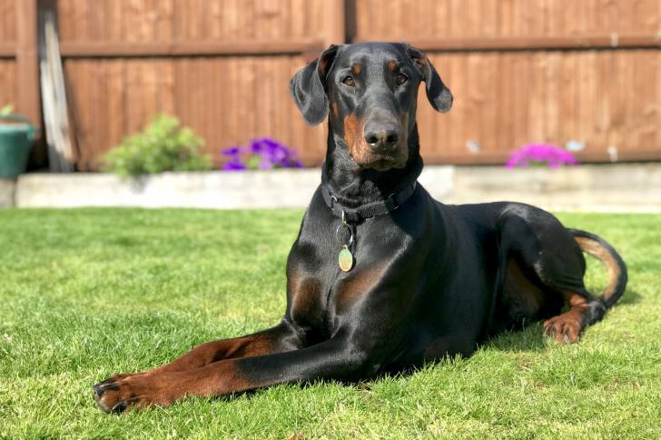 Un Dobermann allongé dans l'herbe
