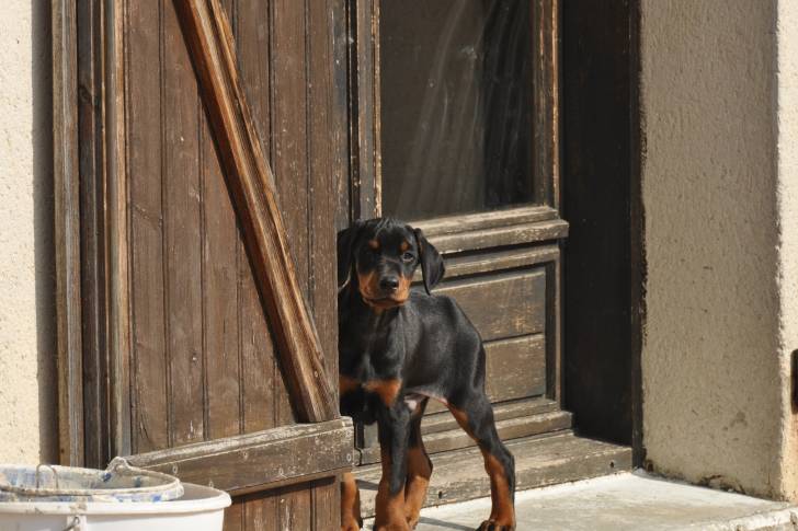 geko - Dobermann Mâle (2 mois)