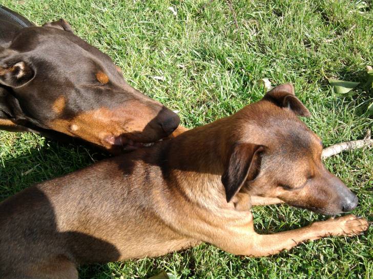 jihad et tcheftchef - Dobermann