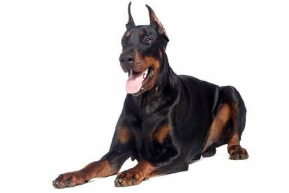 Un Dobermann allongé sur fond blanc