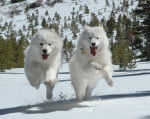 Boyency and lasla - Samoyède (2 ans)